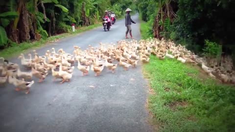 crazy geese run across the road