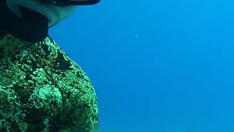 Diver Cracks Egg at 45 ft Deep Shorts