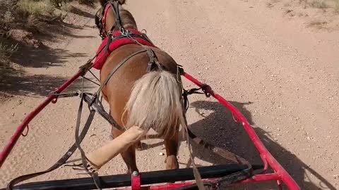 Pickles practicing for our Iron County Fair Parade @Baybeka Ranch