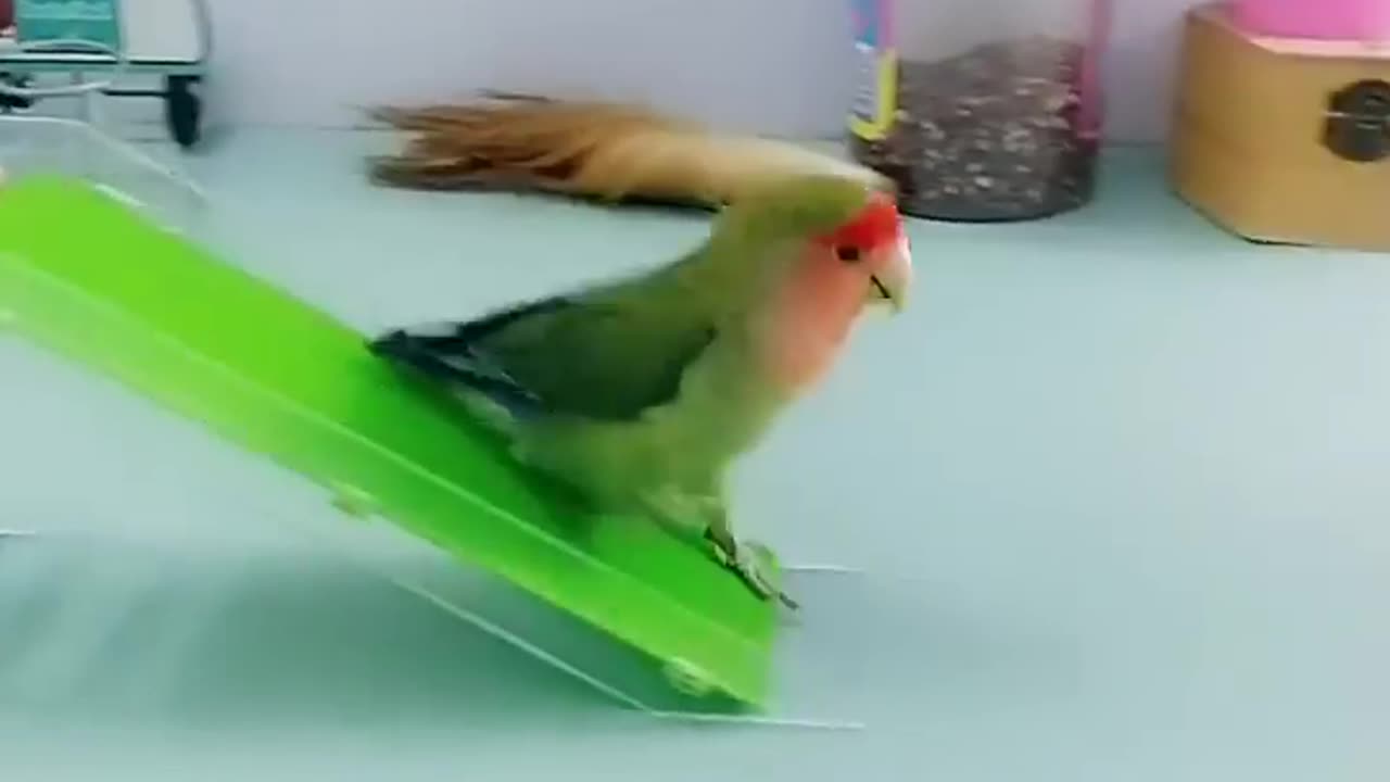 Smart Parrot So cute | Amazing parrot video | indian ringneck parrot