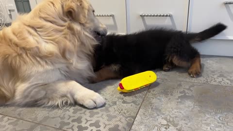 Golden Retriever Attacked by German Shepherd Puppy