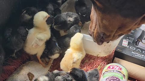 Mama Doberman Doting on Her Baby Chicks