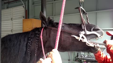 Horse at the dentist