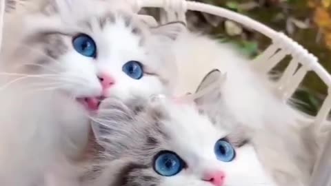 Cute cat 😺🐈🐈🐈🐈😺