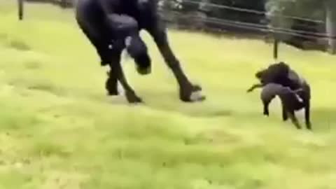 Black Horse and Black Dog Running contest