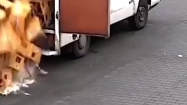 Are you having a bad day? Watch this.