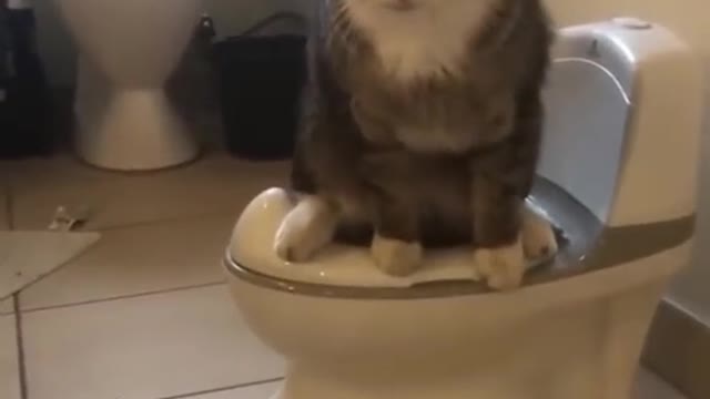 Funny cat