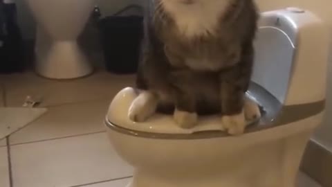 Funny cat