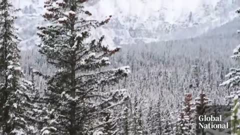 Don't mess with "The Boss": a photographer's encounter with Banff's toughest grizzly bear