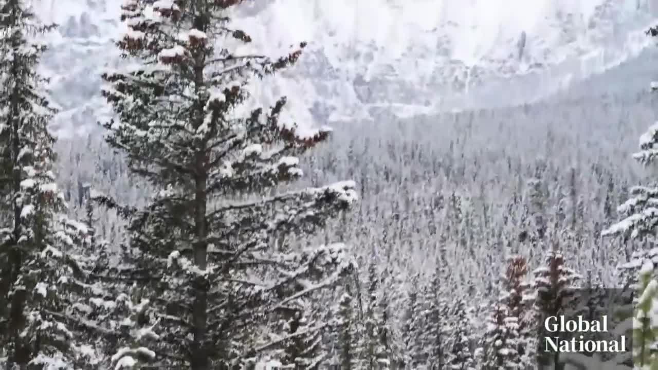 Don't mess with "The Boss": a photographer's encounter with Banff's toughest grizzly bear