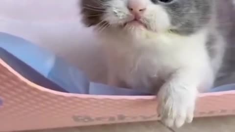 Cutie Pie
