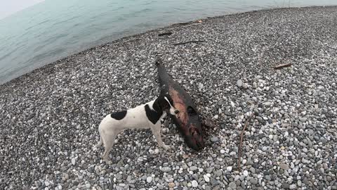 Dead dolphin on the Black sea