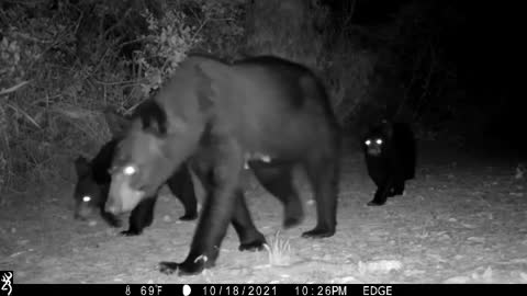 Black bear mom and her cubs here at Venus Ranch