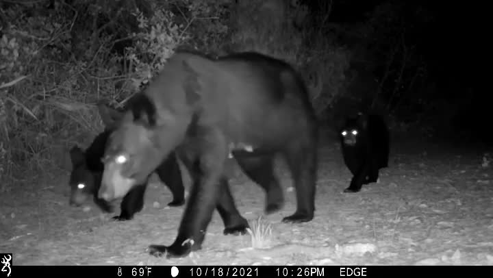 Black bear mom and her cubs here at Venus Ranch