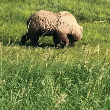Bear Eating Grass