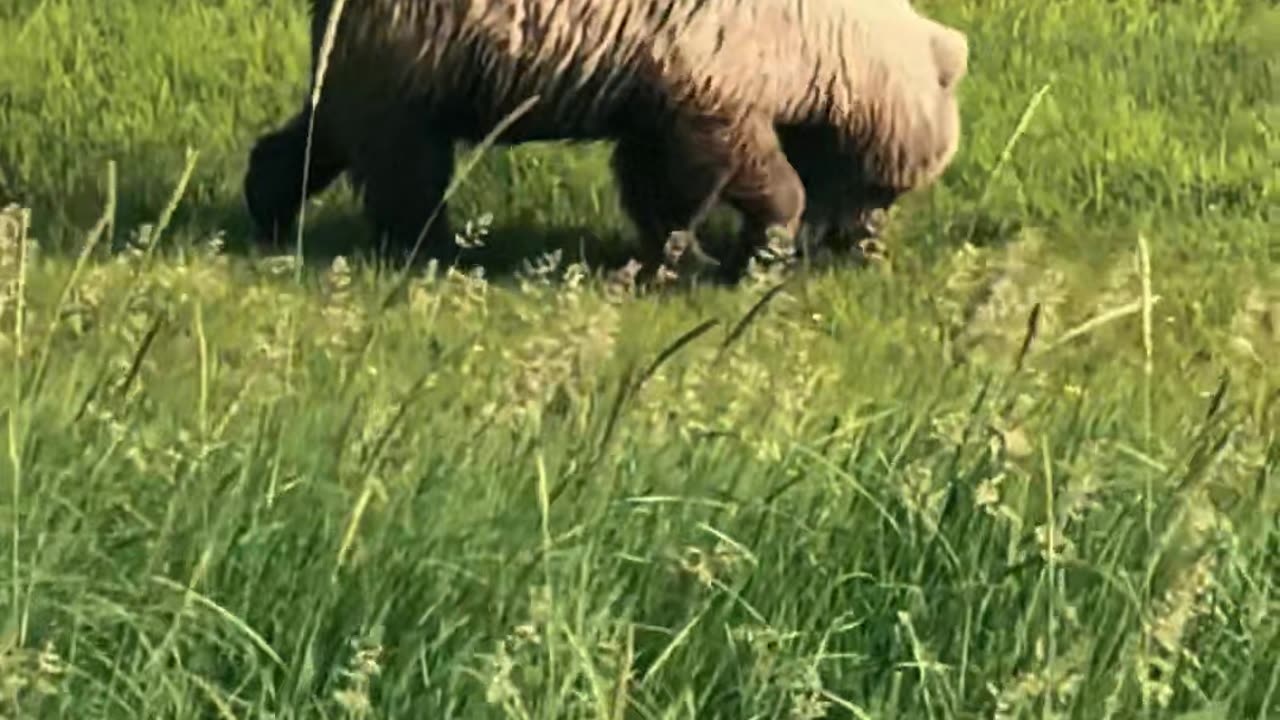 Bear Eating Grass