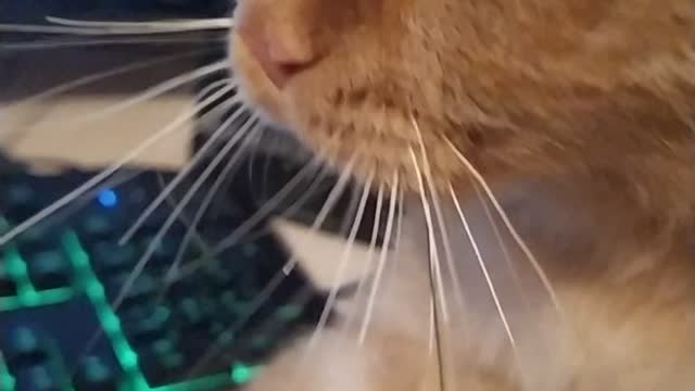 I play with the cat and wait for the game to start