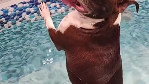 Terrier Toots In The Tub