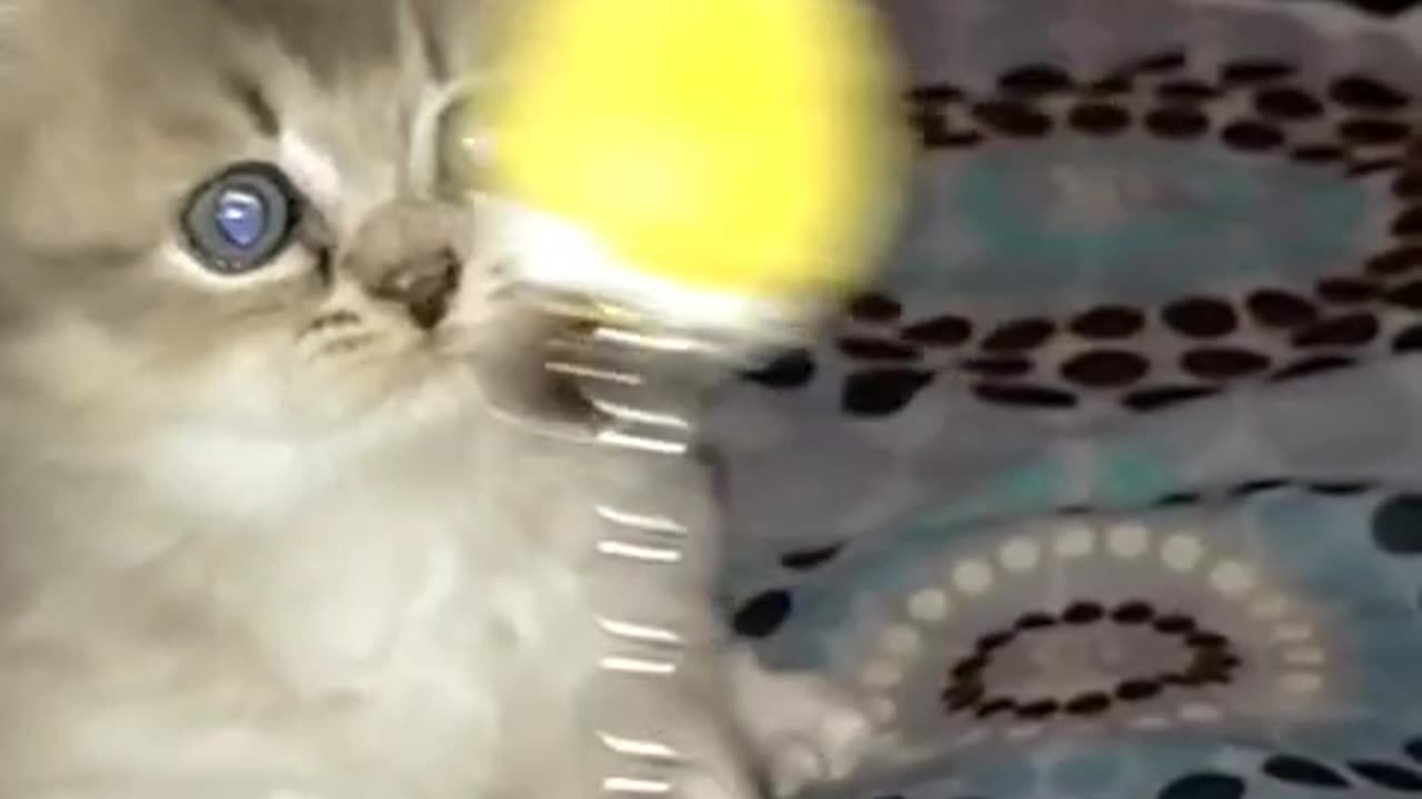 Drawing cute kitten and viral