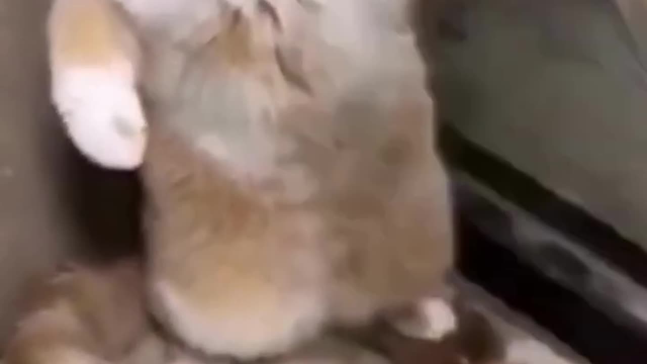 Funny Cat-The cat who refuses to groom🐈