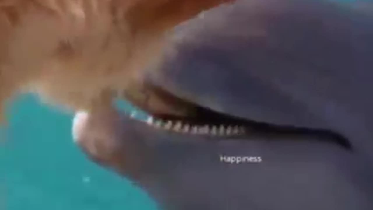 Animals are better than humans best Video