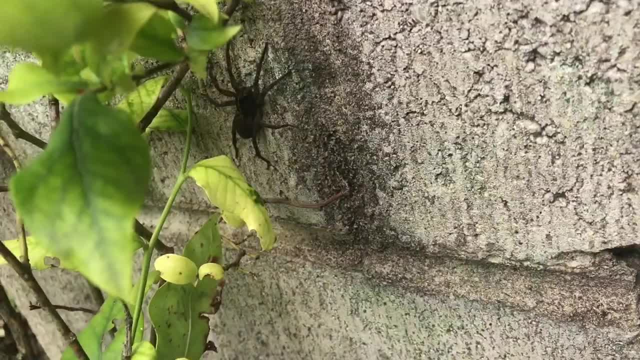 huge WOLF SPIDER (tigrosa helluo) female (poisonous but not lethal)