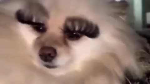 My sweet doggie