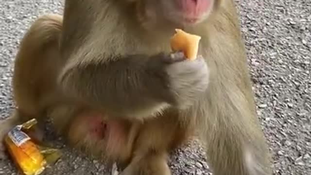 Lovely and Funny Monkey