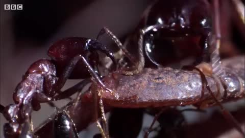 Ants vs Crab - Natural World- Ant Attack - BBC Earth_Cut