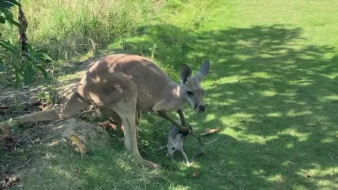 The Wallaby goes home