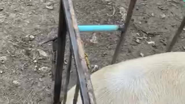 Aici se încalcă grav drepturile animalelor