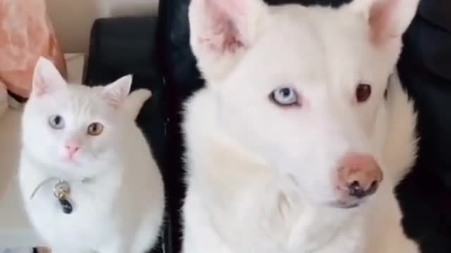 Top Funny Cute Dog Videos and TIKTOK Compilation #short