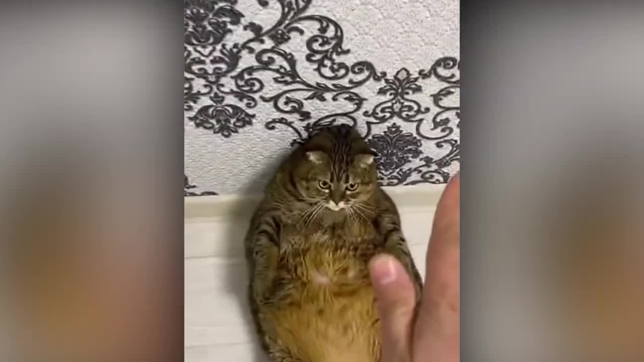 10 minutes of funny animals