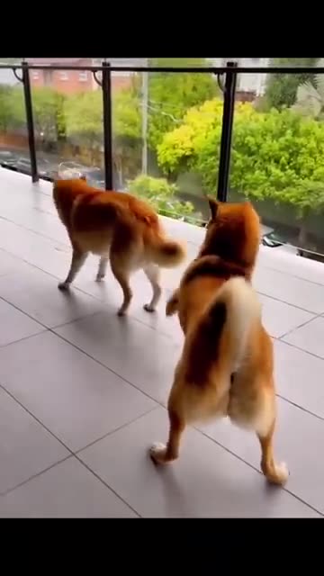 Funny Animal Videos 2022 Best Dogs And Cats Videos 😺😍 # 55