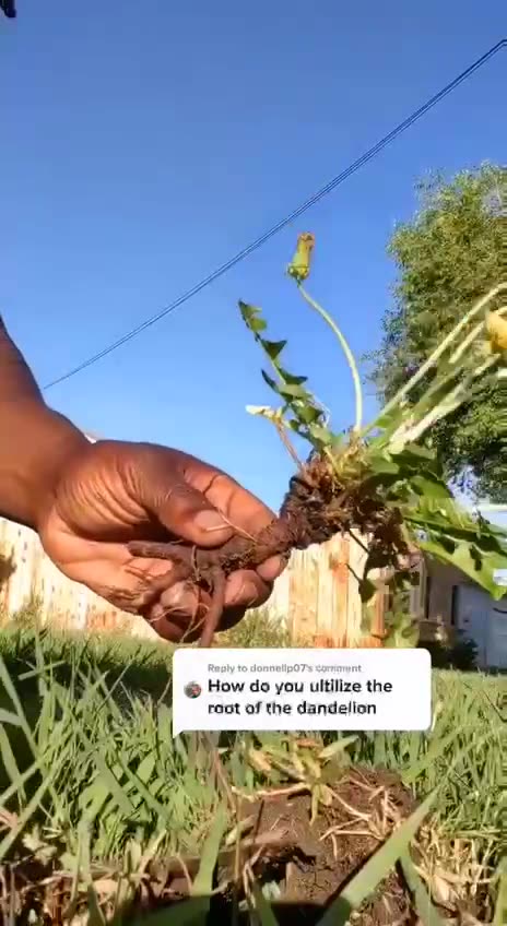 Bayer Owns RoundUp - Eat More Dandelions