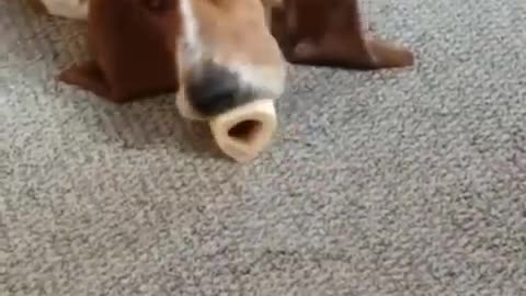 When Your Dog More Funny Than You
