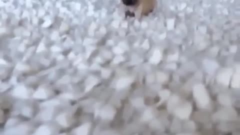 A dog that can jump