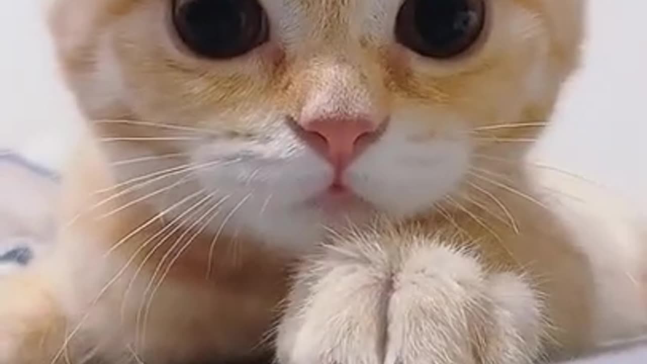 cats are very cute when they play with themselves