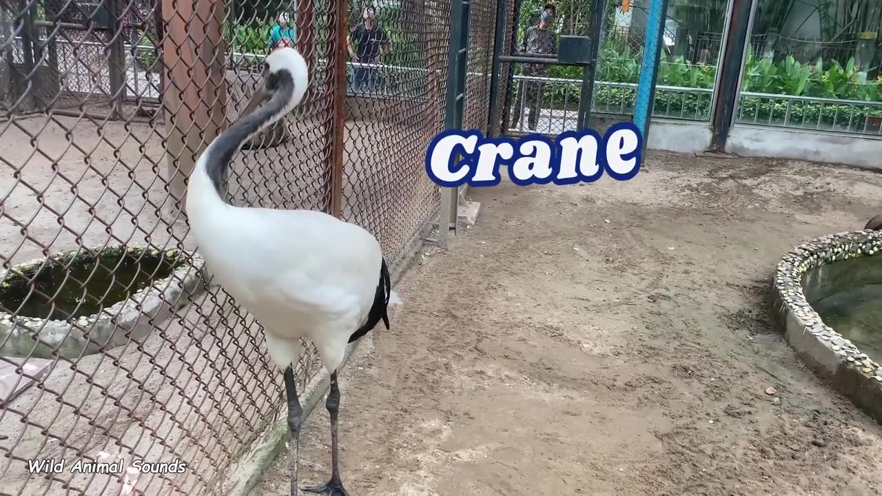 Cute animal sounds