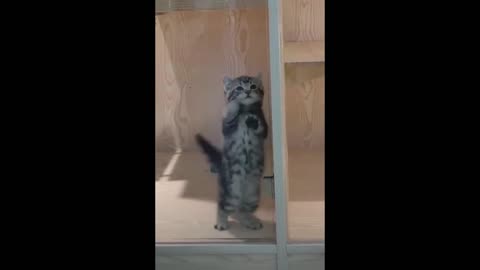 Cat playing with the glass