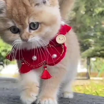 Cute baby animals Videos Compilation cute moment of the animals - Cutest Animals On Earth