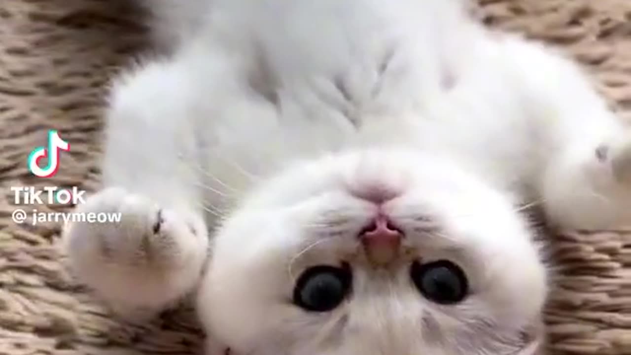 Funny Cat videos