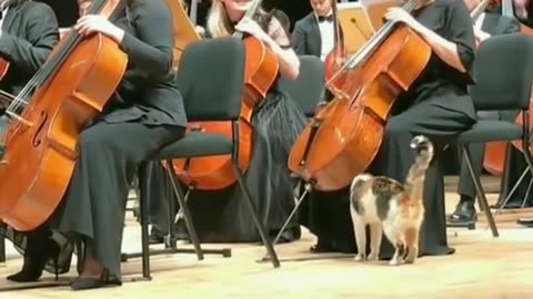 Cat participating in the orchestra