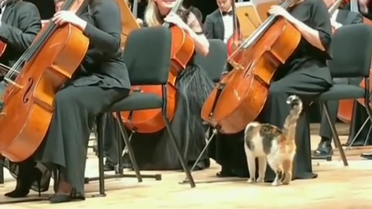 Cat participating in the orchestra