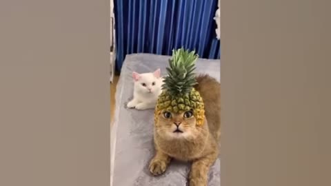 Funny cat