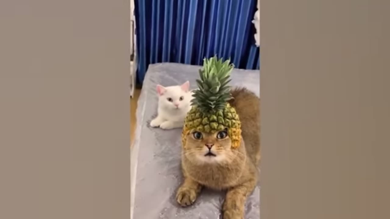 Funny cat