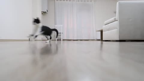 Cats making galloping sounds - Uni and Nami_Cut