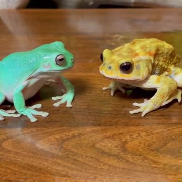 🤣🤣🤣 Silly Frogs