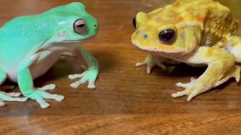 🤣🤣🤣 Silly Frogs