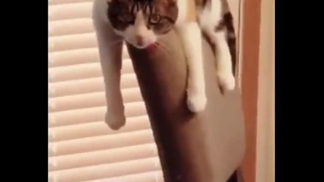 Challenge Yourself with dont laugh at this Videos-Funny Animals Videos #12